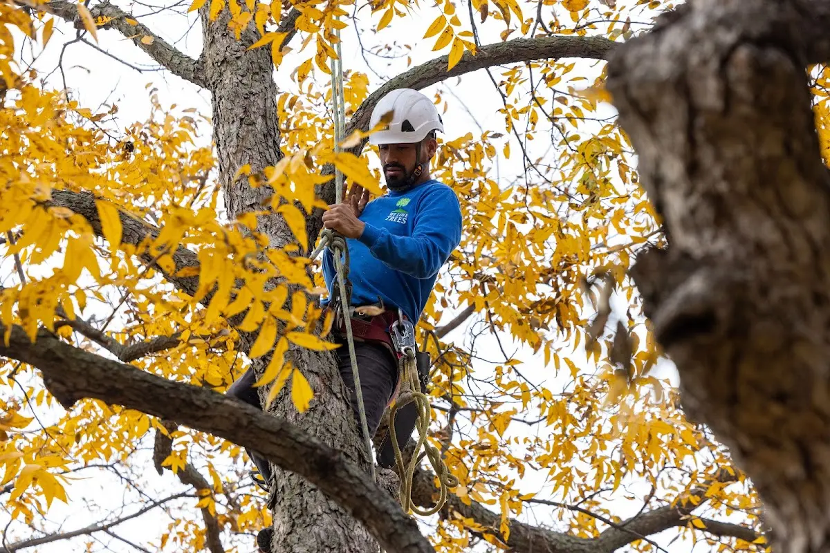Skilled Tree Pruning crew working in Loveland