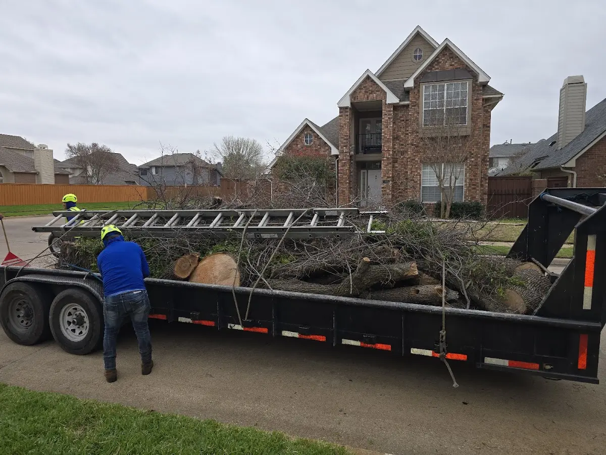 Expert Tree Removal with proper safety equipment in Loveland
